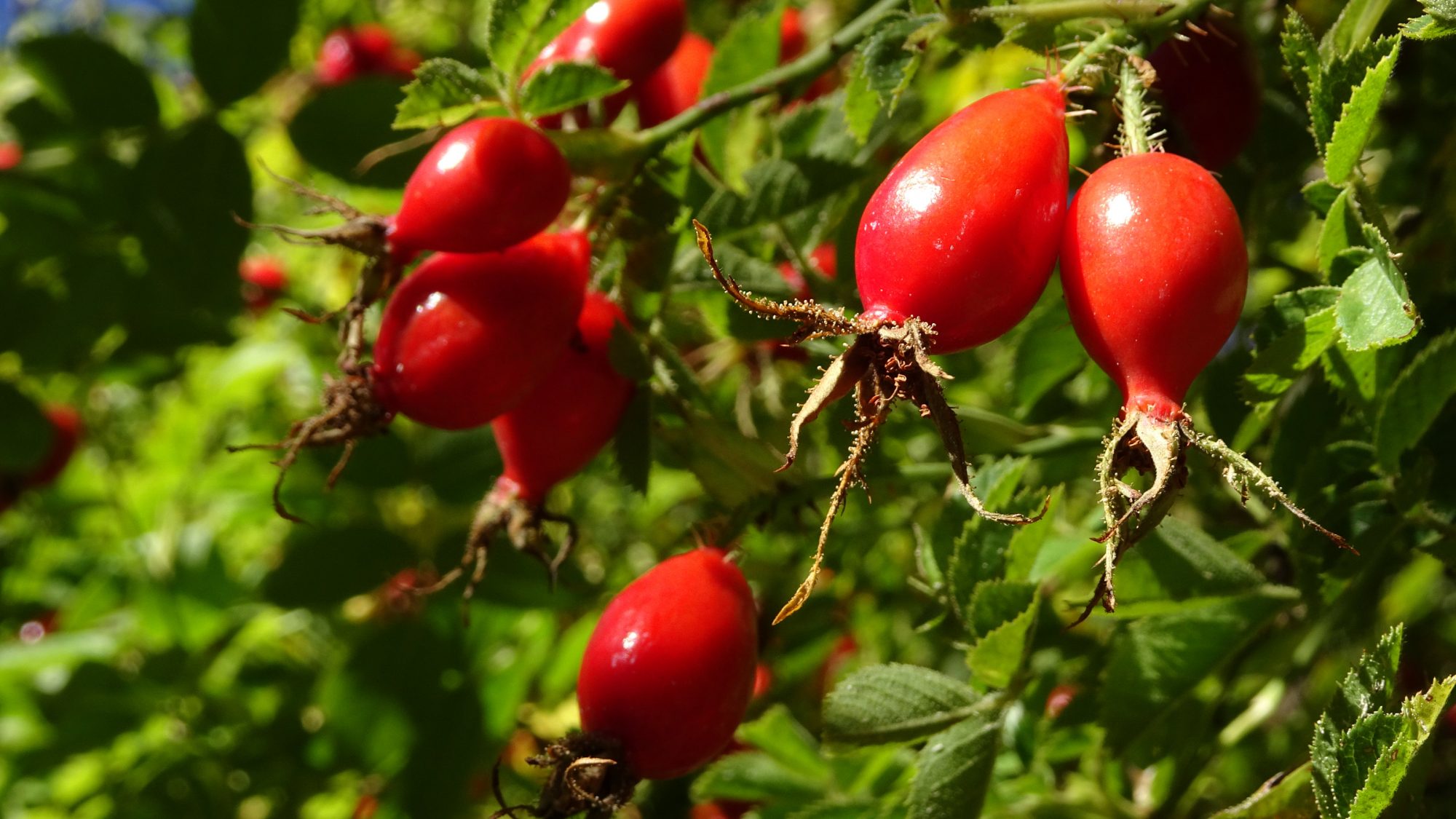 Fjella El Bolson Wanderung Patagonien Warton Dedo Gordo Encanto Blanco Wanderroute Wandern Hagebutten
