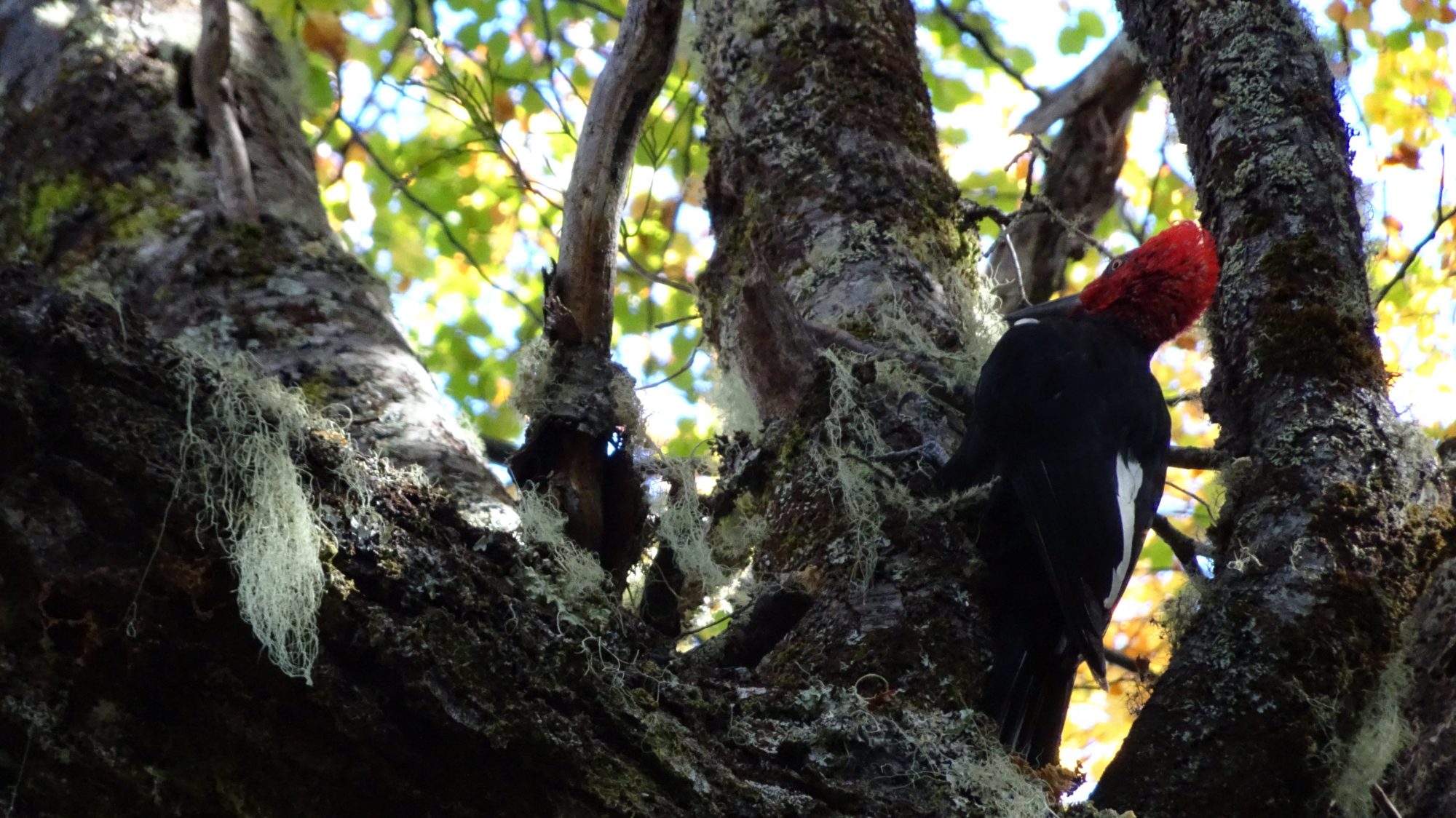 Fjella El Bolson Wanderung Patagonien Warton Dedo Gordo Encanto Blanco Wanderroute Wandern Specht