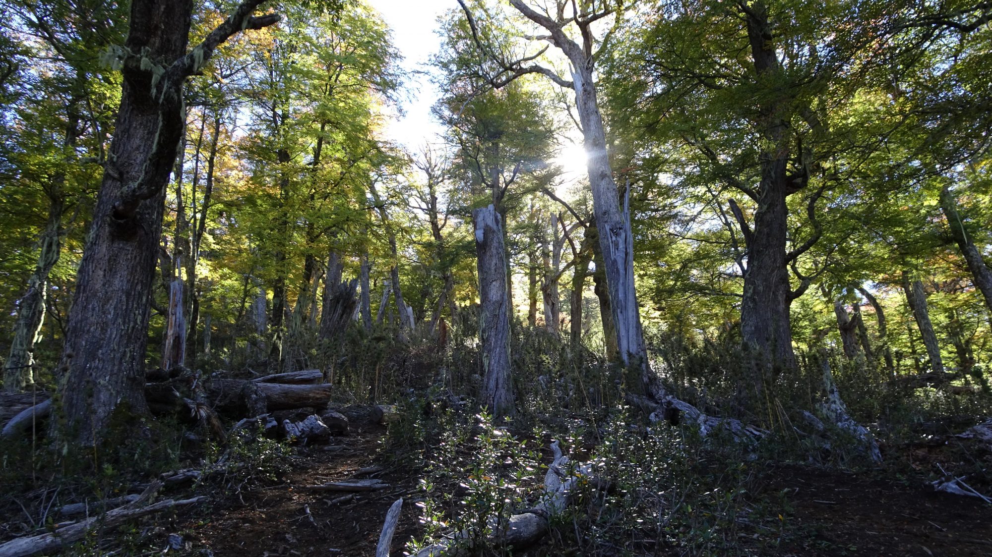 Fjella El Bolson Wanderung Patagonien Warton Dedo Gordo Encanto Blanco Wanderroute Wandern