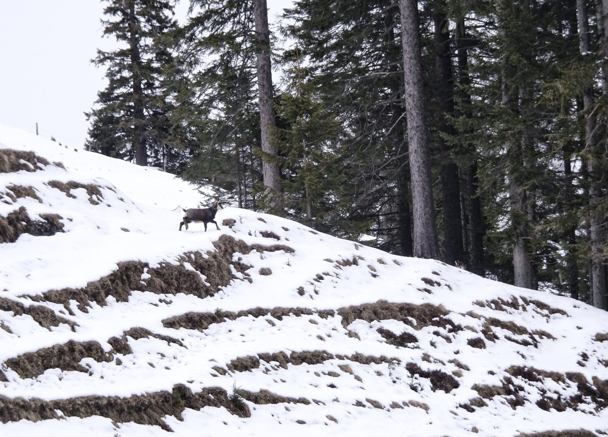 Schweiz, Luzern, Eigenthal, Winterwanderung Pilatus, Schneeschuhwandern