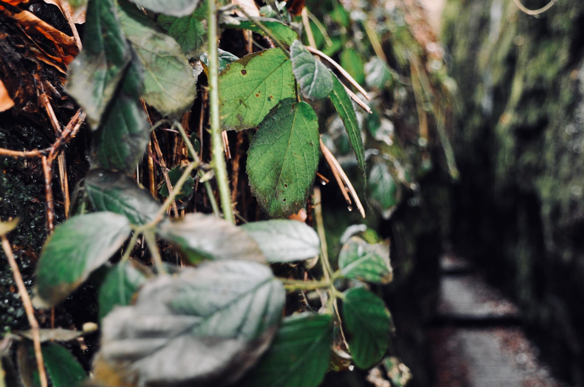 Drachenschlucht bei Eisenach, Thüringen, Deutschland, Lieblingstour, Fjella, Wanderroute, Wanderung