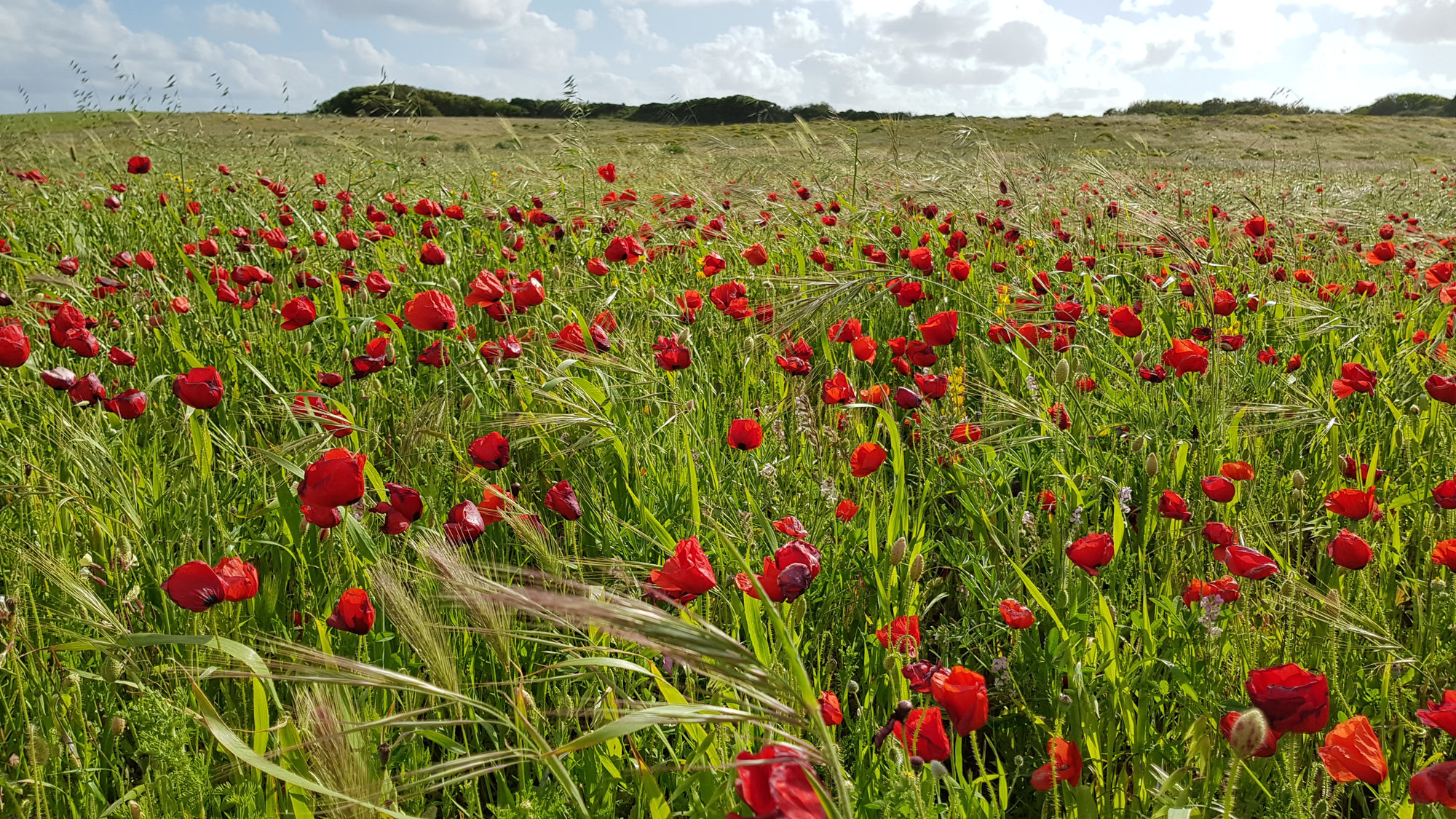 Fischerweg Portugal, Wandern, Küstenweg, Fischerpfad, Weitwandern