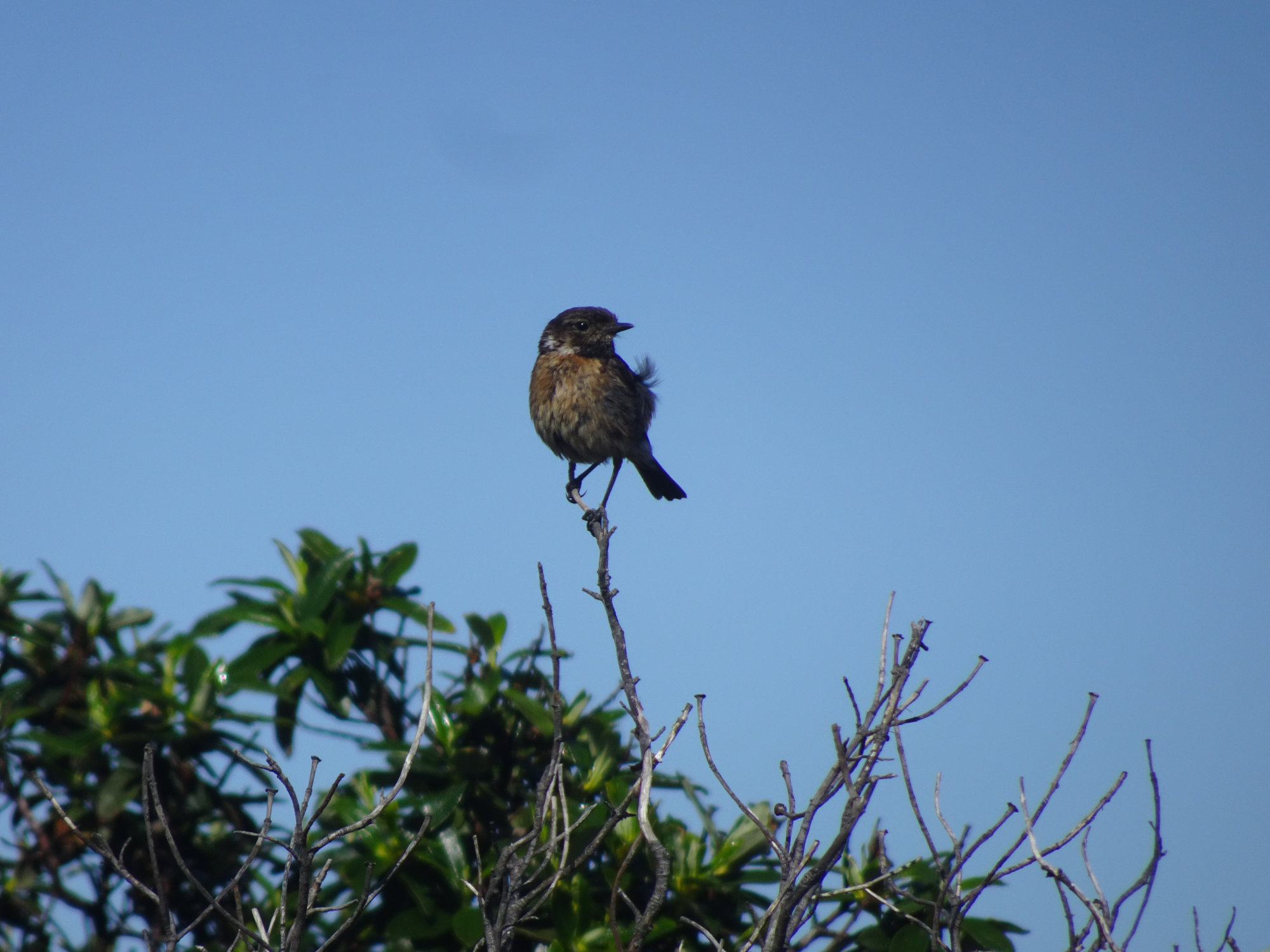 Fischerweg Portugal, Wandern, Küstenweg, Fischerpfad, Weitwandern