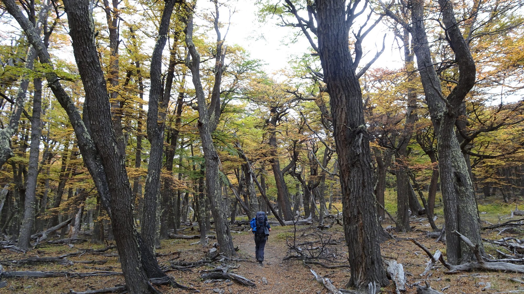 Herbstwälder am Huemul Circuit, El Chaltén, Patagonien, Argentinien, Wanderung, Trekking