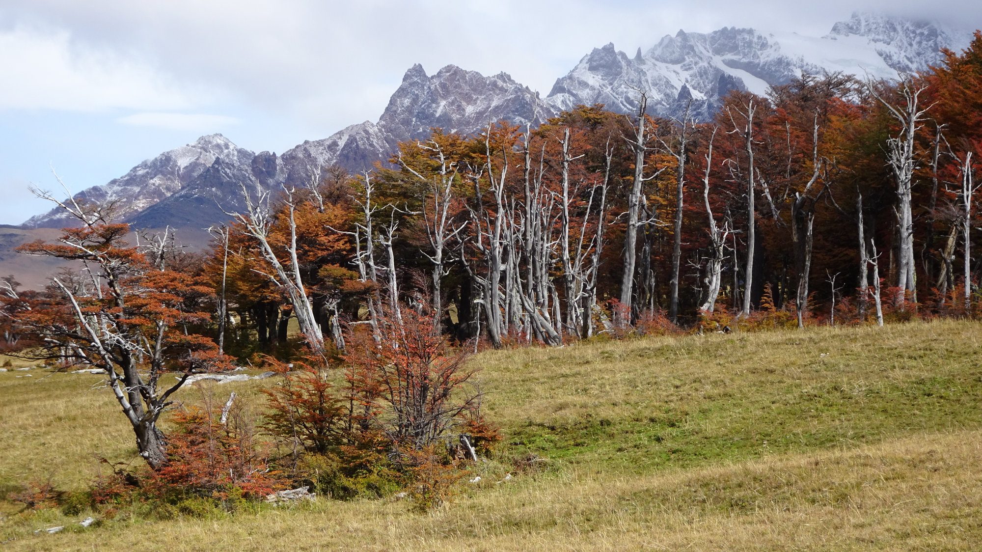 Herbstwälder Huemul Circuit, El Chaltén, Patagonien, Argentinien, Wanderung, Trekking