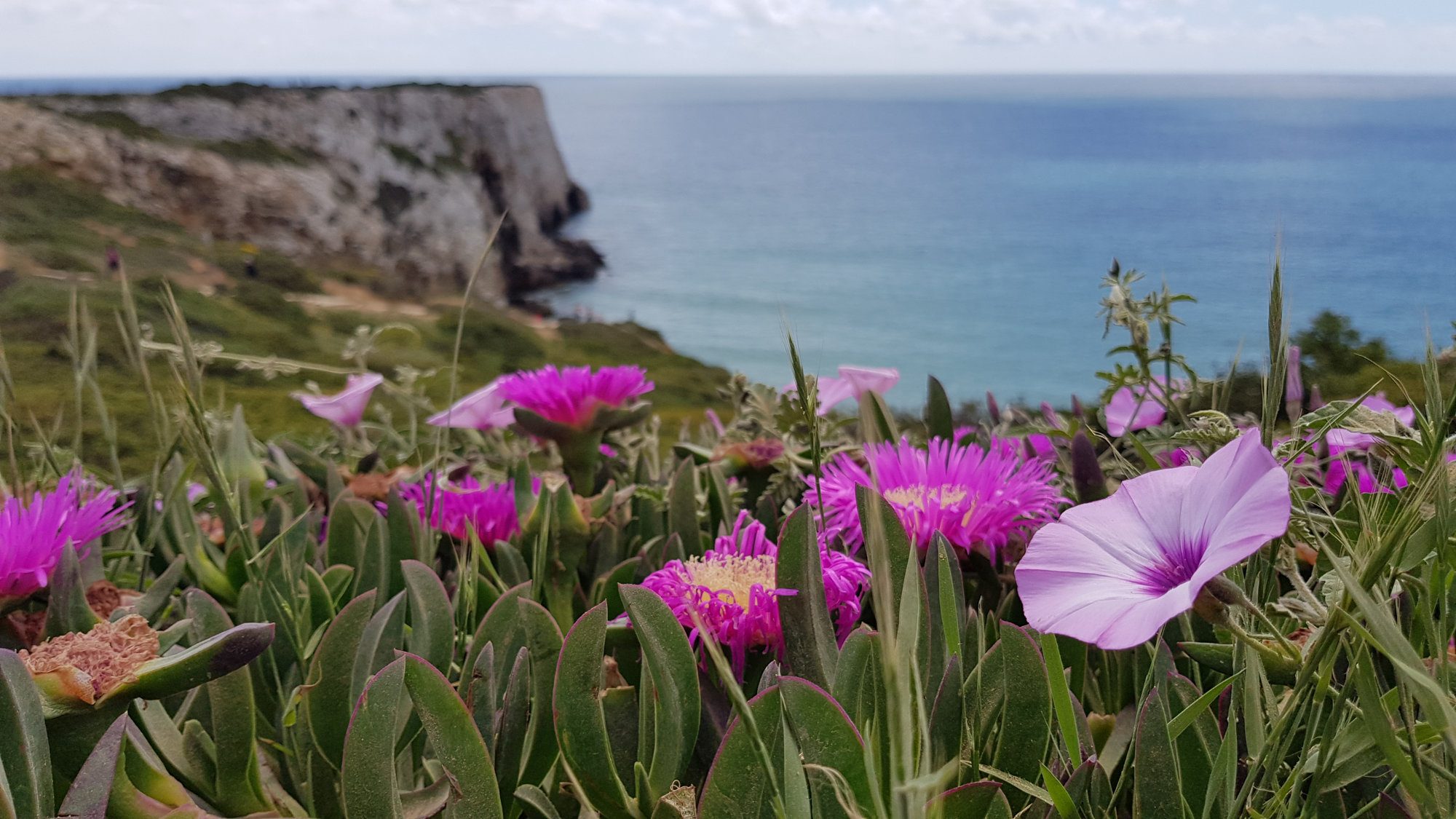 Sagres Portugal Surfen