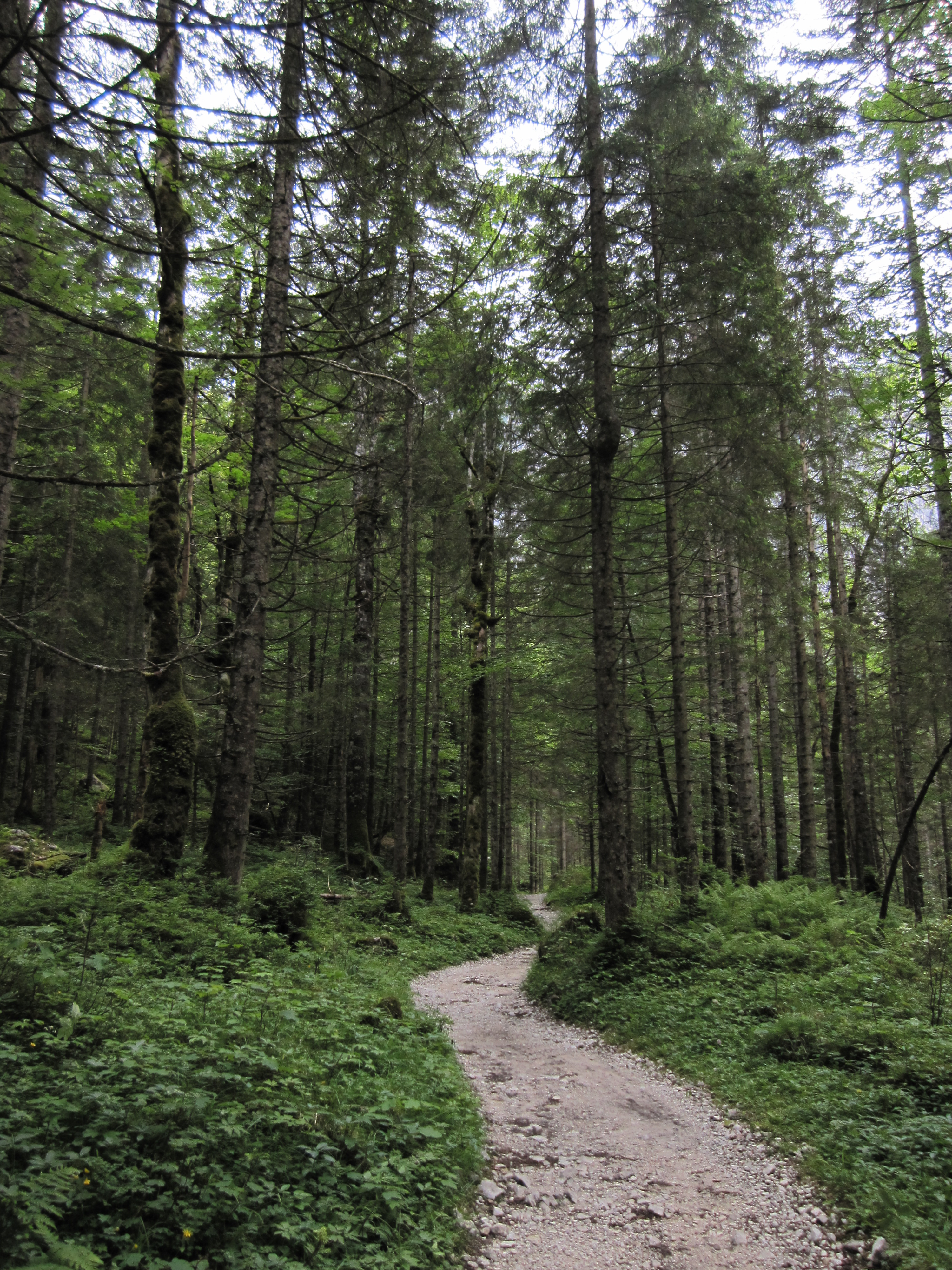 Einfacher Waldweg, Durchs Reintal auf die Zugspitze Hüttentour Fjella