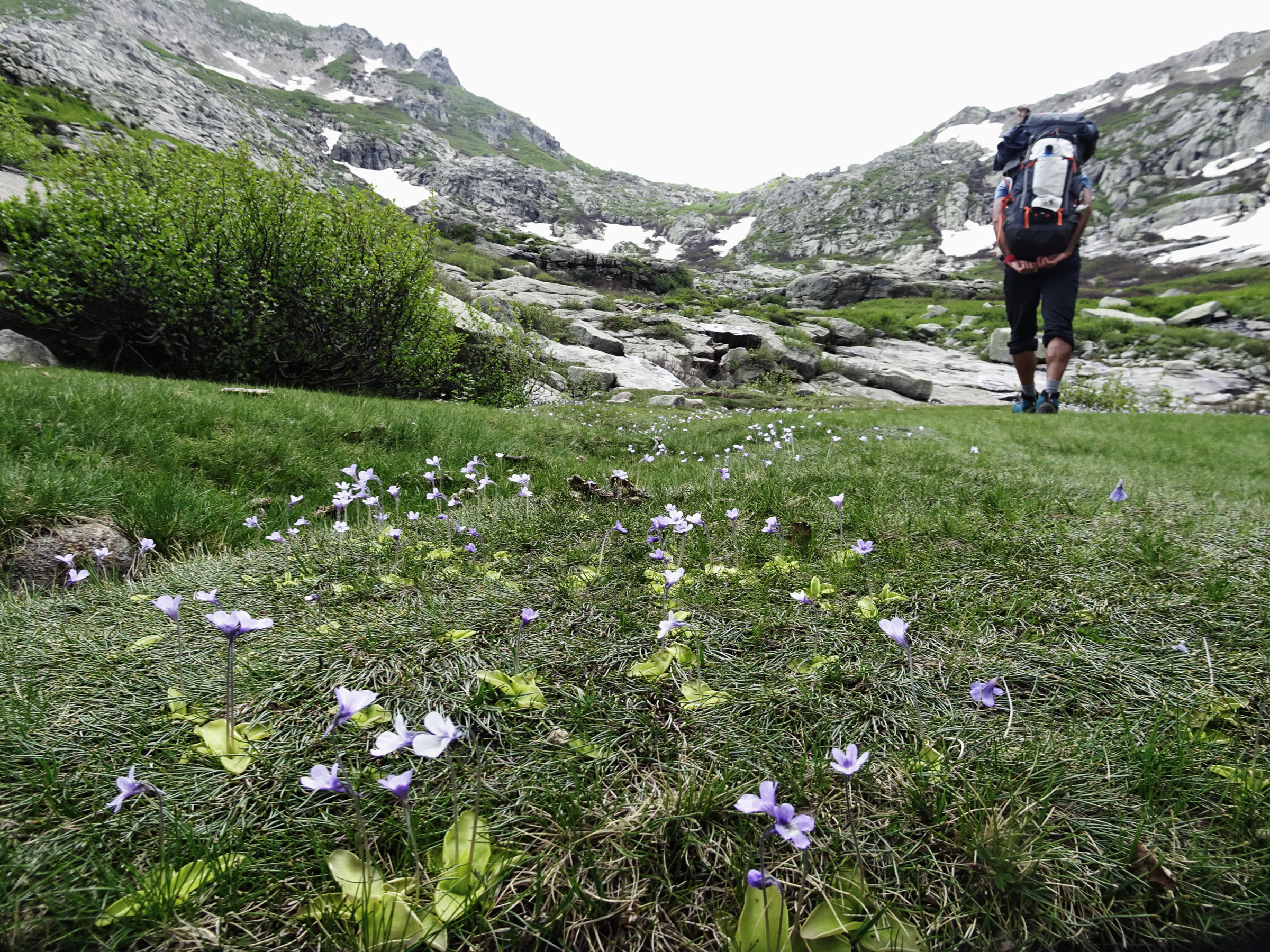 Korsische Fettpflanzen (fleischfressende Pflanzen), Korsika, GR20 Weitwanderweg, Wandern, Berge, Frankreich