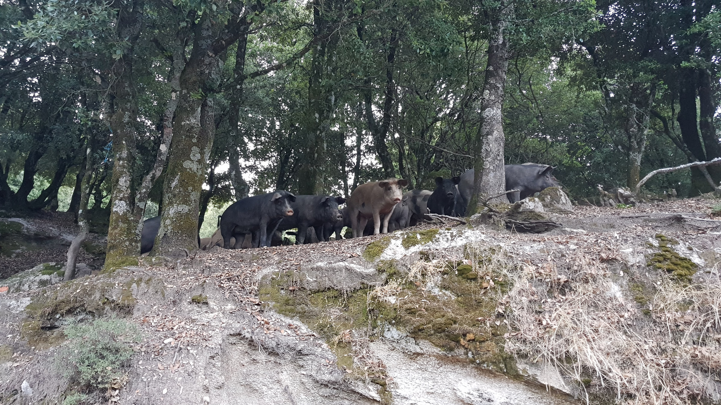 Korsische Schweine , Korsika, GR20 Weitwanderweg, Wandern, Berge, Frankreich