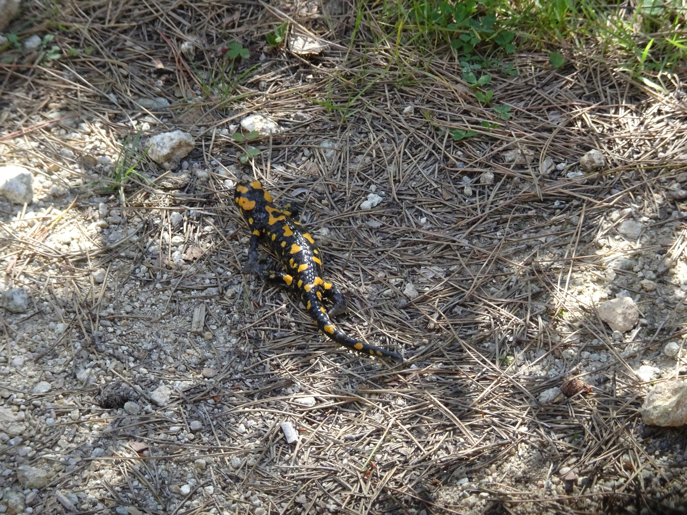 Korsika, GR20 Weitwanderweg, Wandern, Berge, Frankreich