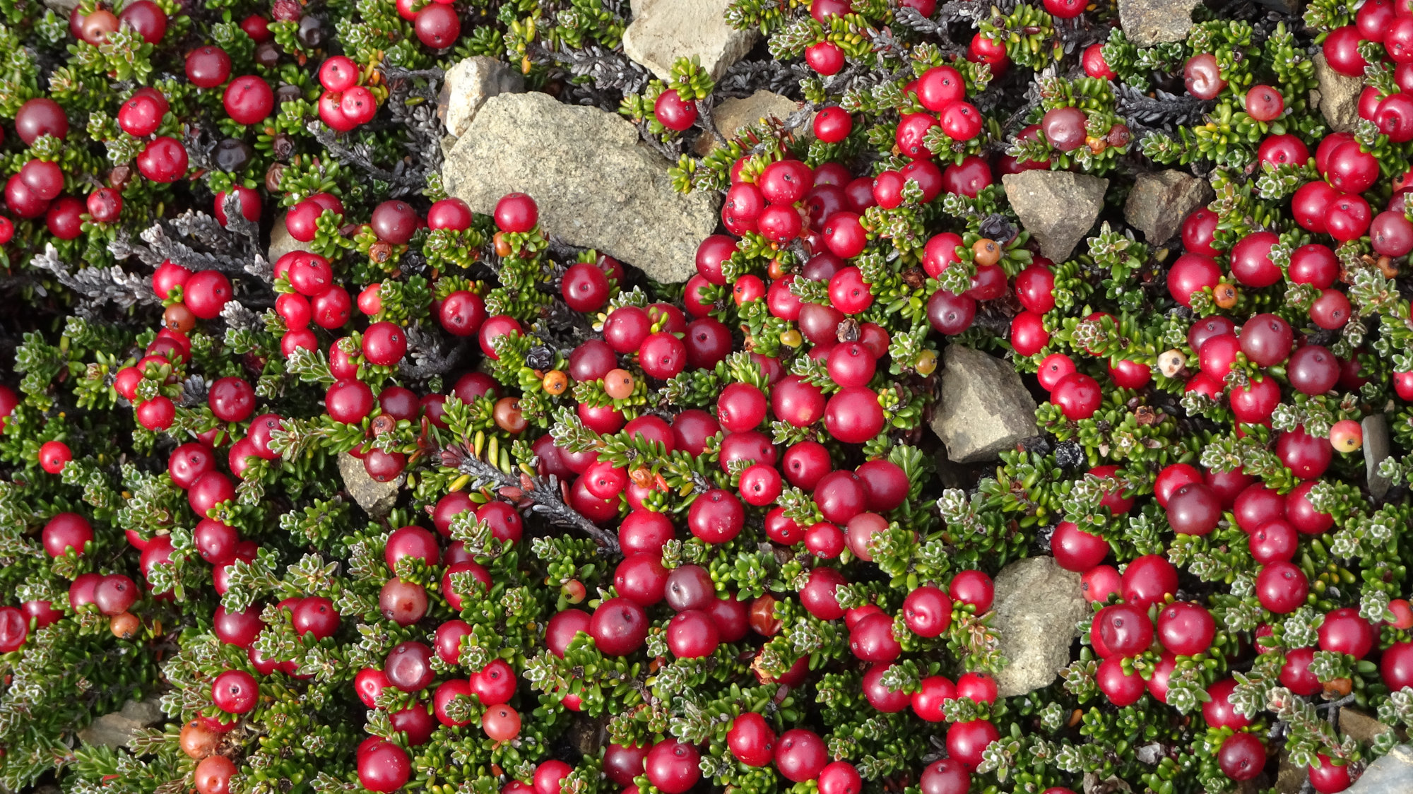 Circuito Dientes, Isla Navarino, Chile, Trekking, Wanderung