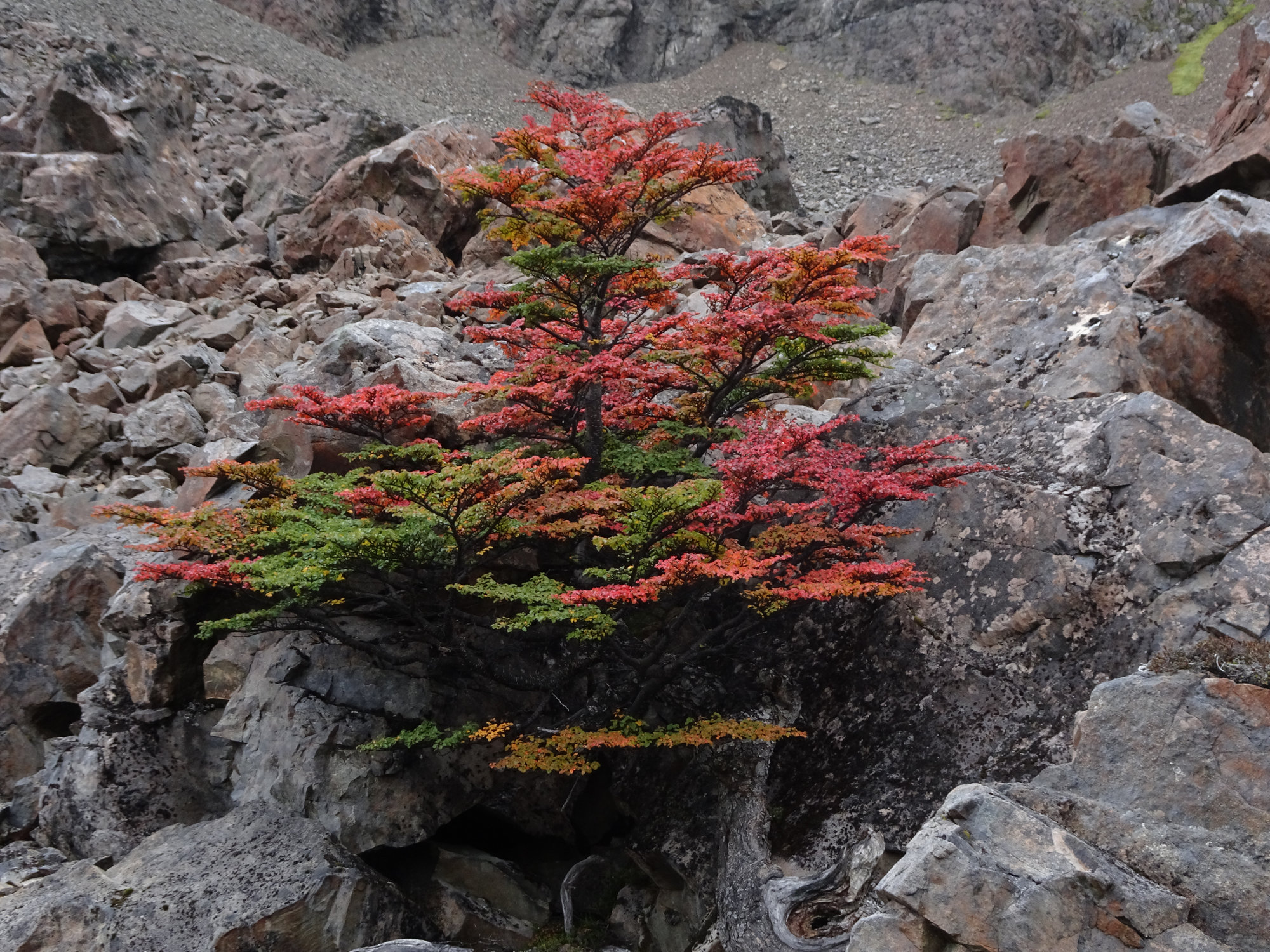 Circuito Dientes, Isla Navarino, Chile, Trekking, Wanderung