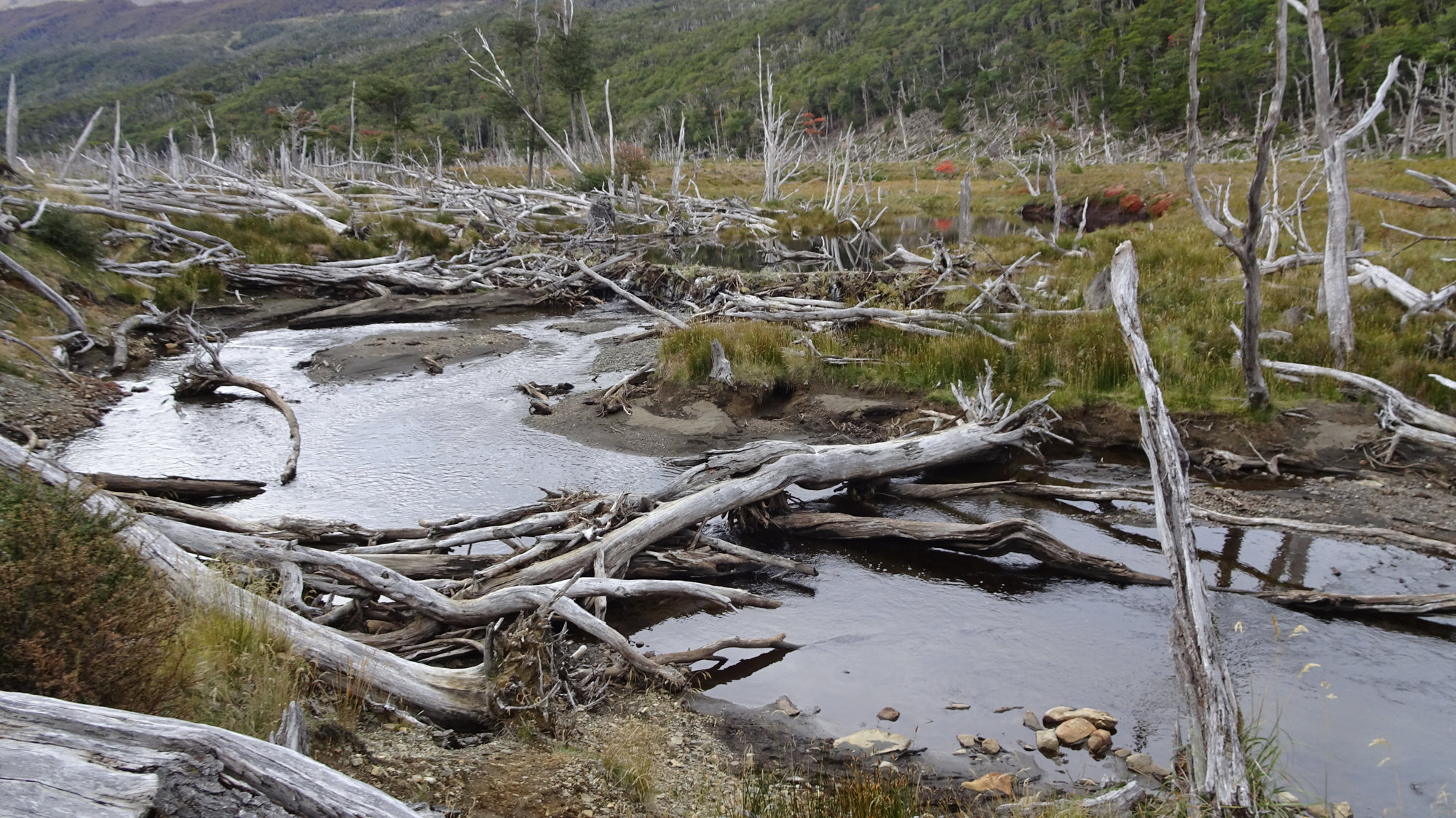 Circuito Dientes, Isla Navarino, Chile, Trekking, Wanderung