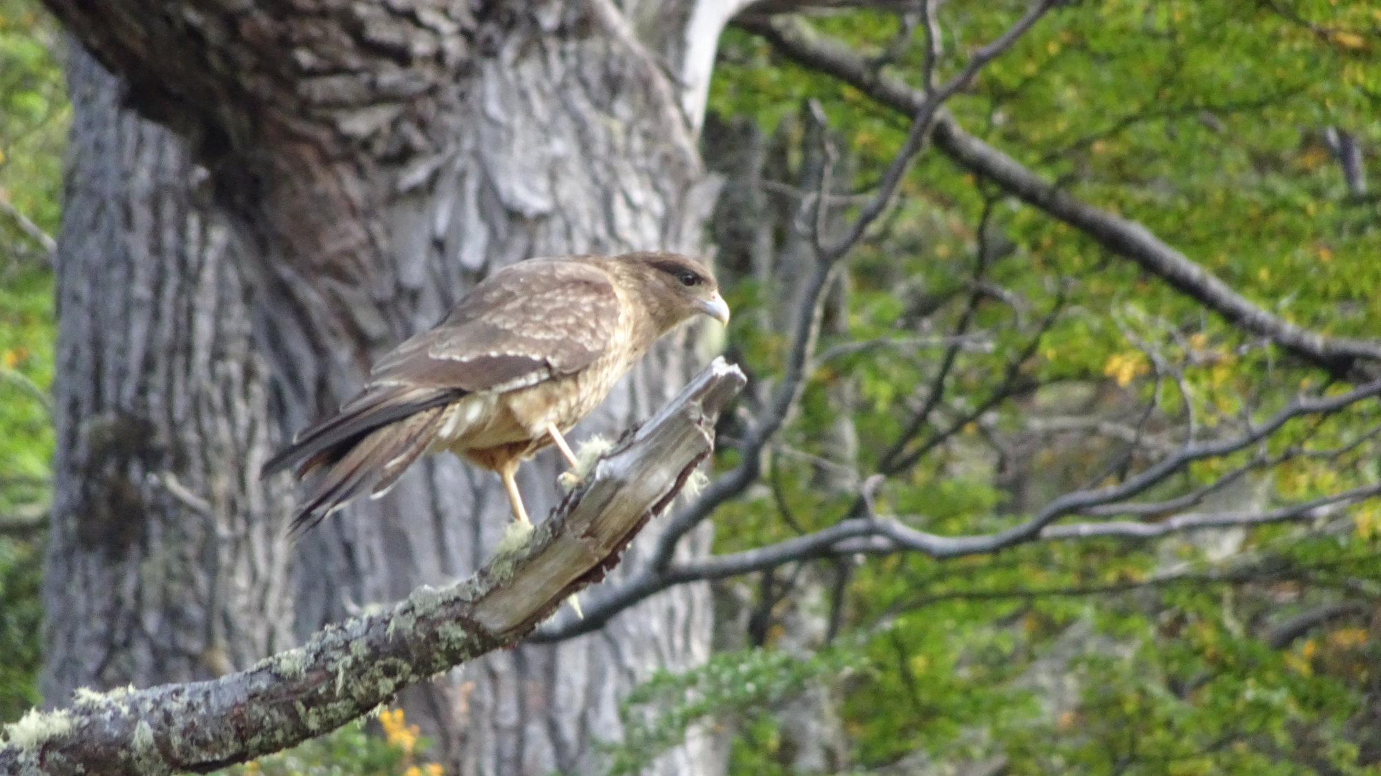 Circuito Dientes, Isla Navarino, Chile, Trekking, Wanderung