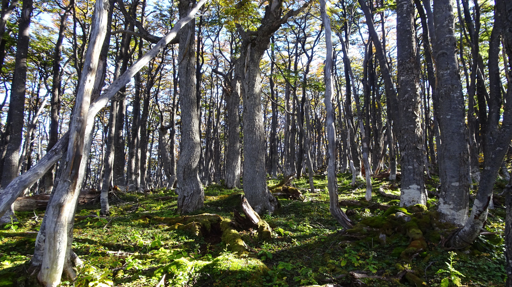 Circuito Dientes, Isla Navarino, Chile, Trekking, Wanderung