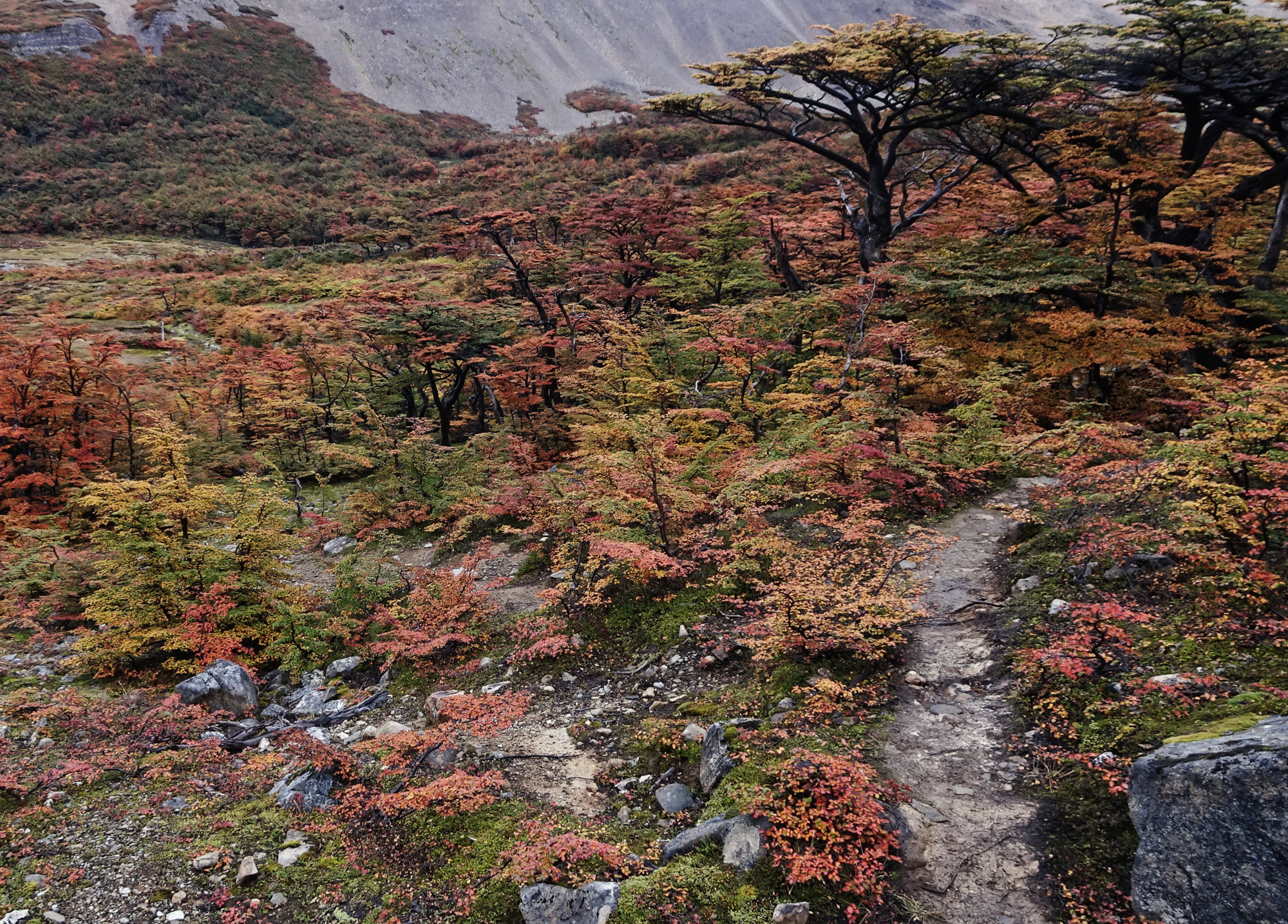 Circuito Dientes, Isla Navarino, Chile, Trekking, Wanderung