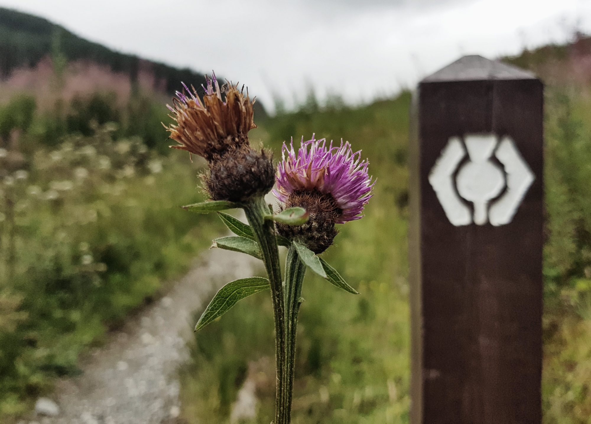 Die Distel - die Nationalblume Schottlands und das Symbol des Wes, West Highland Way, Schottland, Wanderung, Weitwandern, Trekking, Highlands