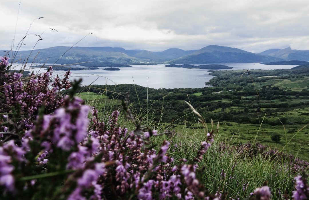 Ausblick vom Conic Hill mit blühender Heide, West Highland Way, Schottland, Wanderung, Weitwandern, Trekking, Highlands