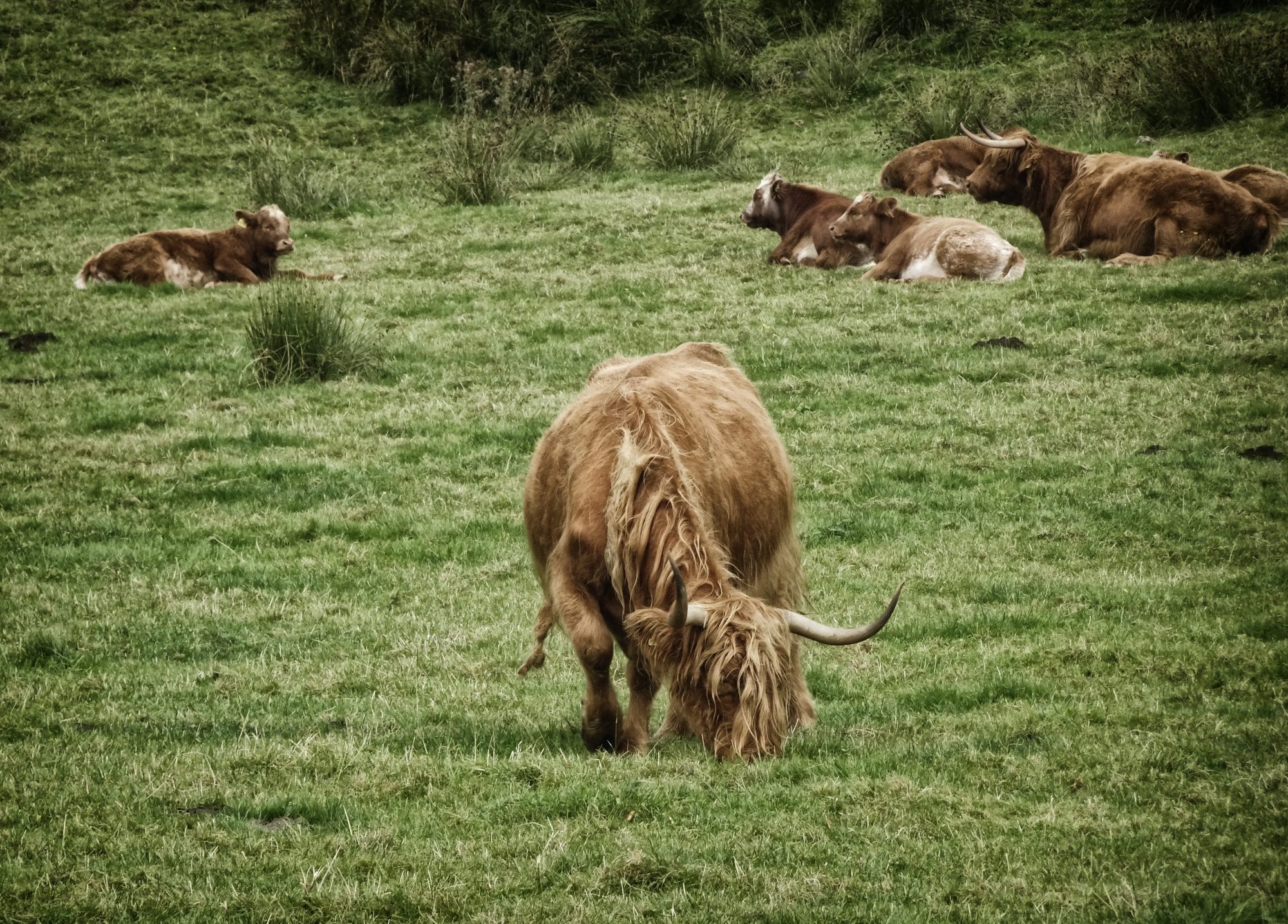 West Highland Way, Schottland, Wanderung, Weitwandern, Trekking, Highlands