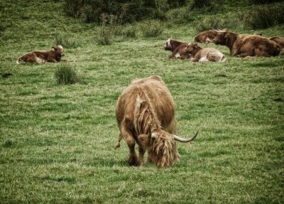 West Highland Way, Schottland, Wanderung, Weitwandern, Trekking, Highlands