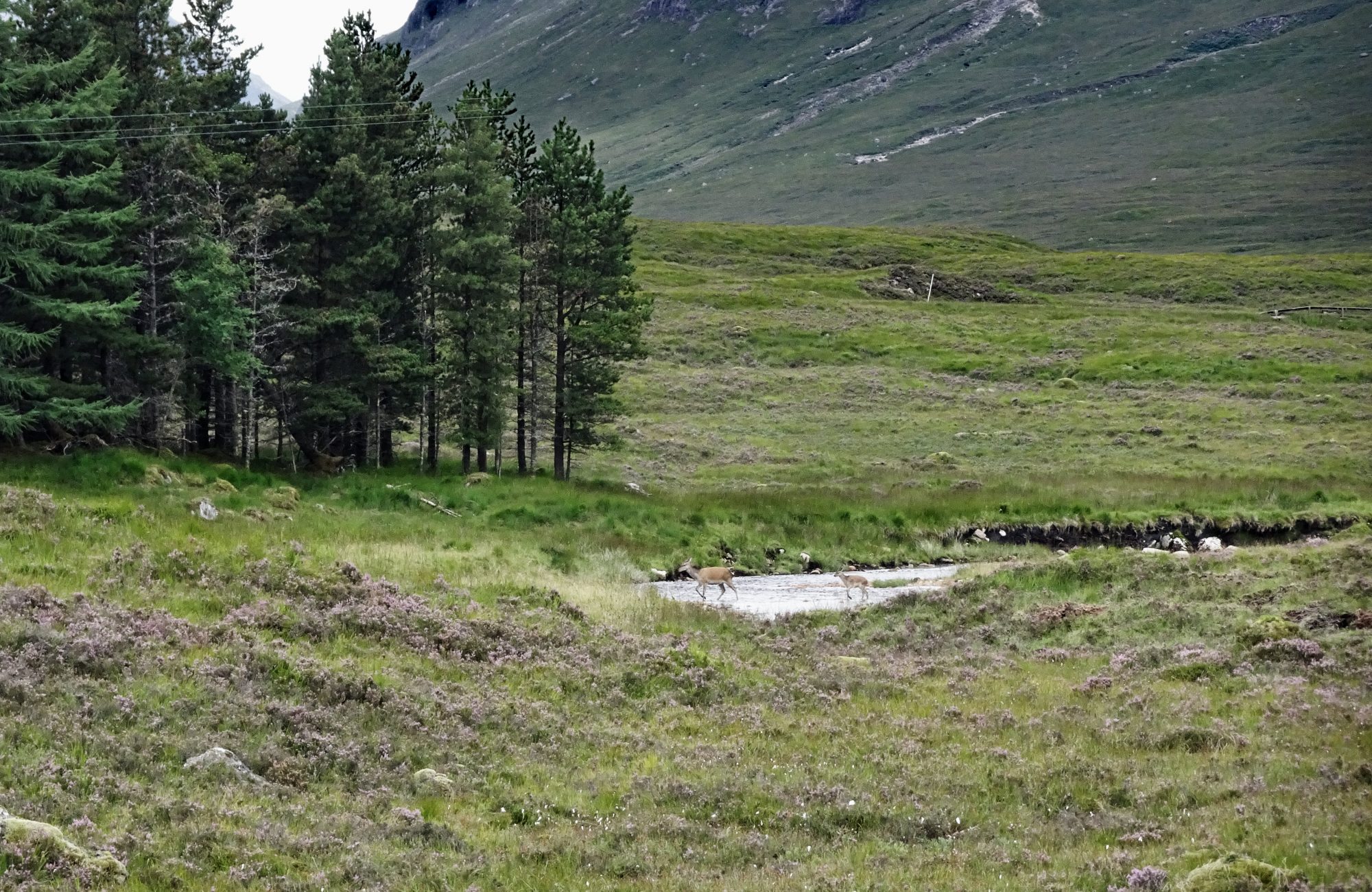 West Highland Way, Schottland, Wanderung, Weitwandern, Trekking, Highlands