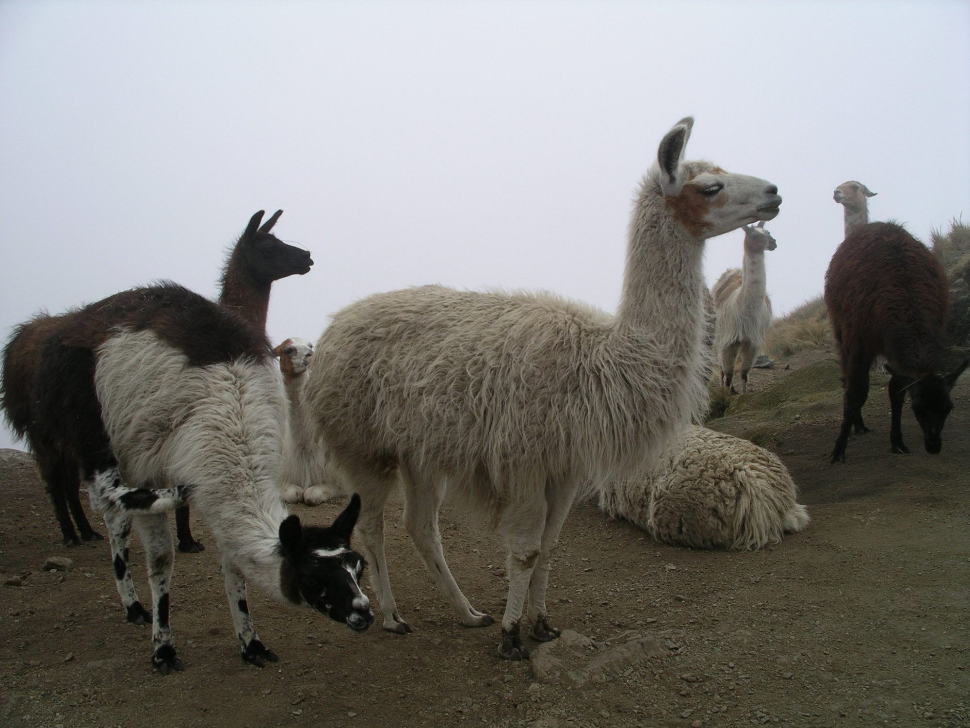 Inka Trail, Macchu Picchu, Anden, Peru