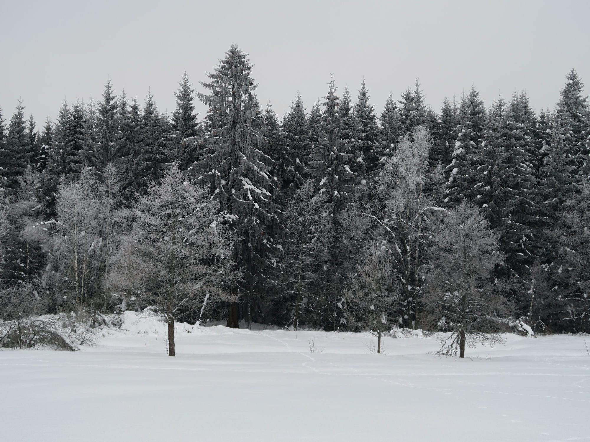 Kammloipe, Langlaufen im Vogtland, Ergebirge
