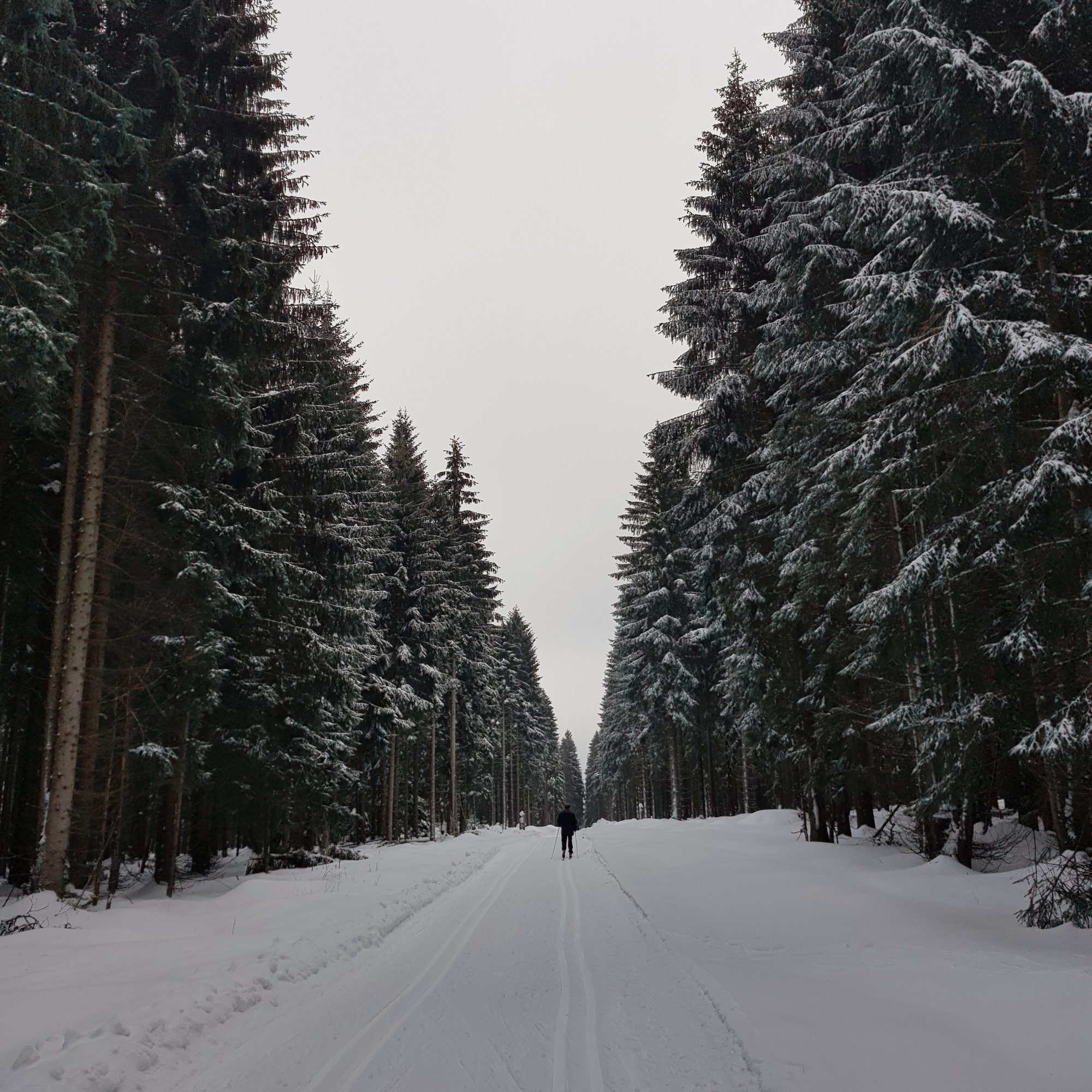 Kammloipe, Langlaufen im Vogtland, Ergebirge