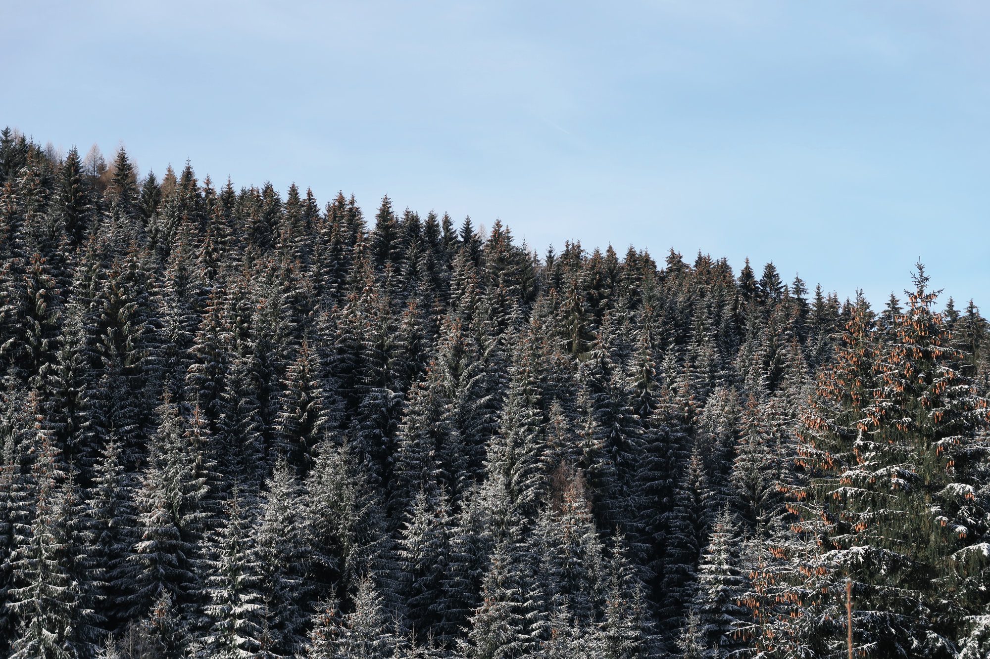 Verschneiter Wald beim Winterwandern im Vogtland, Felsenweg, Grünbach