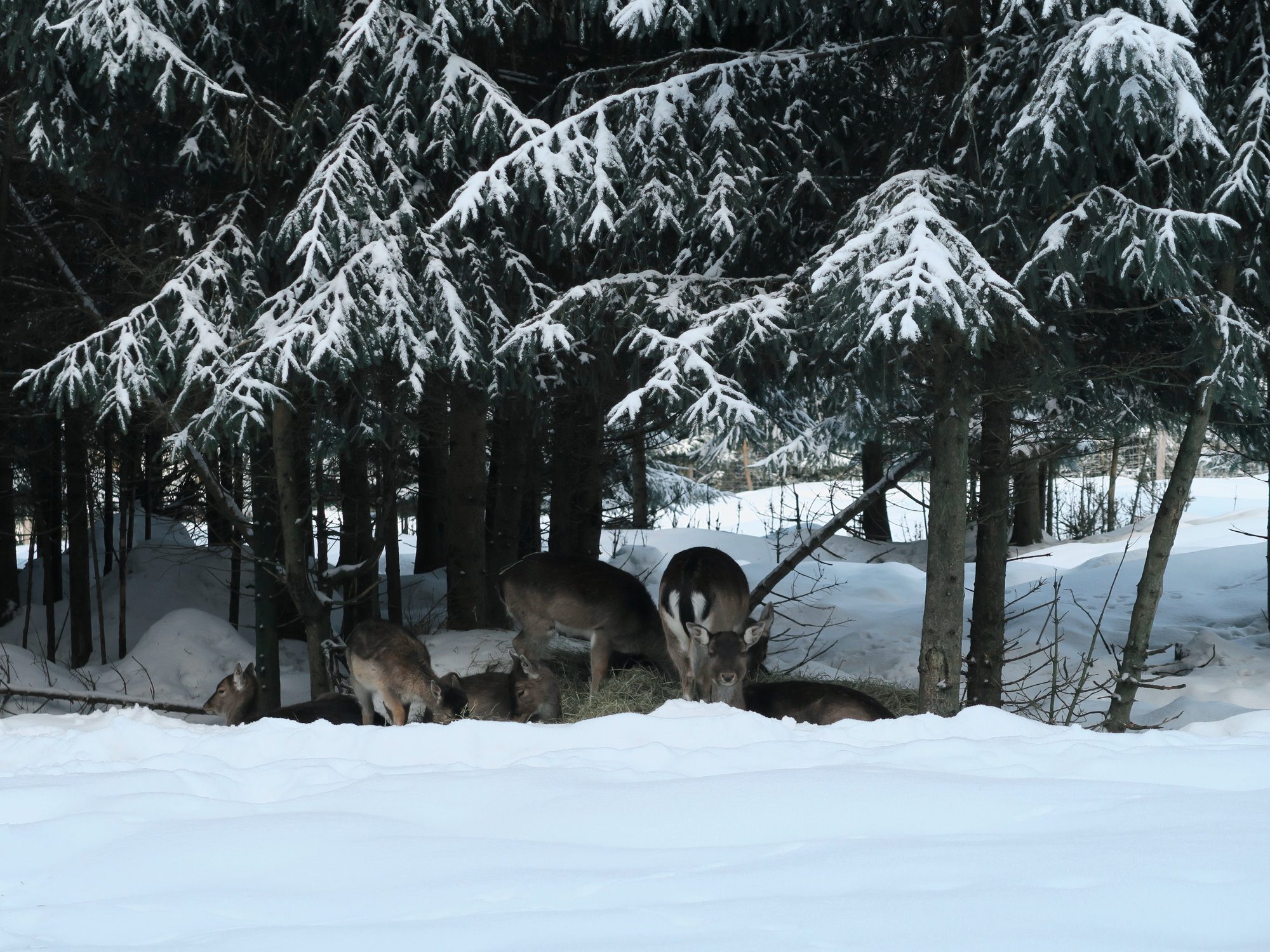 Rehe, Winterwandern im Vogtland, Felsenweg, Grünbach