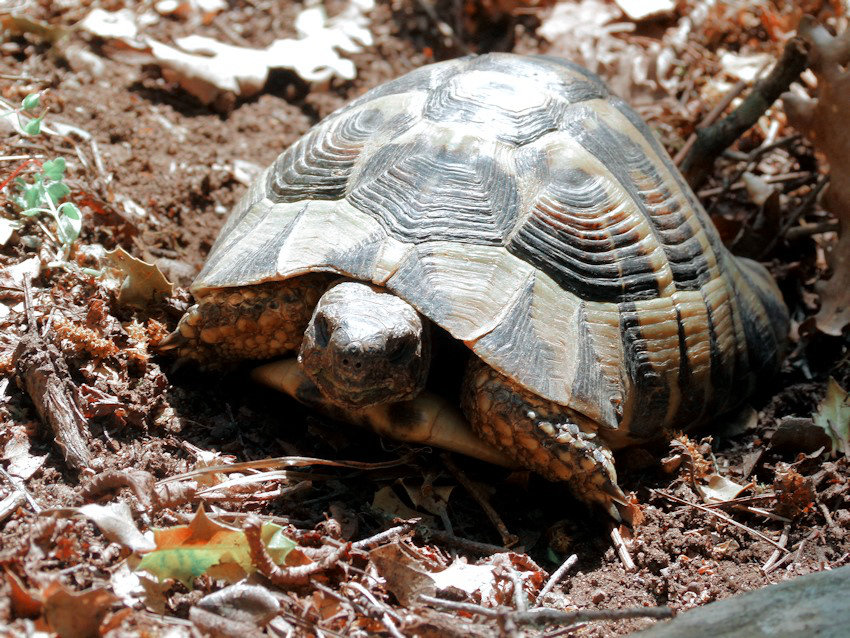 Meteora Felslandschaft, Wandern in Griechenland, Lieblingstour