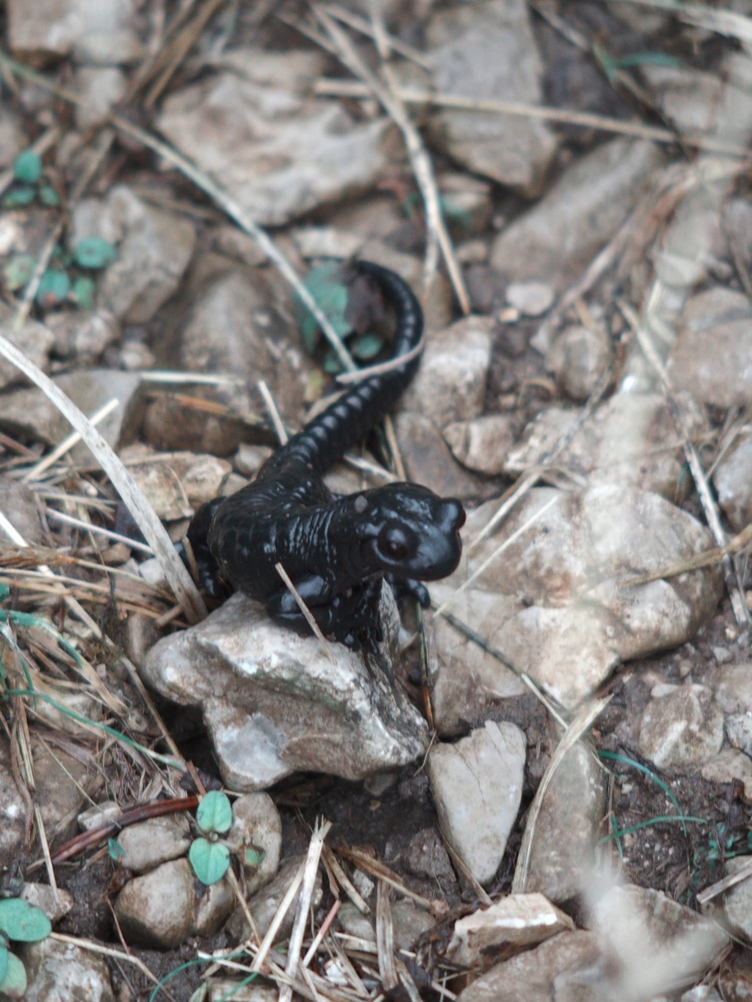 Schiara Klettersteig, Alpenüberquerung Traumpfad Venedig-München Weitwanderung
