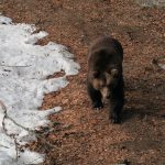Braunbär, Bär im Tierfreigehege Nationalpark Bayerischer Wald, Nationalparkzentrum Lusen