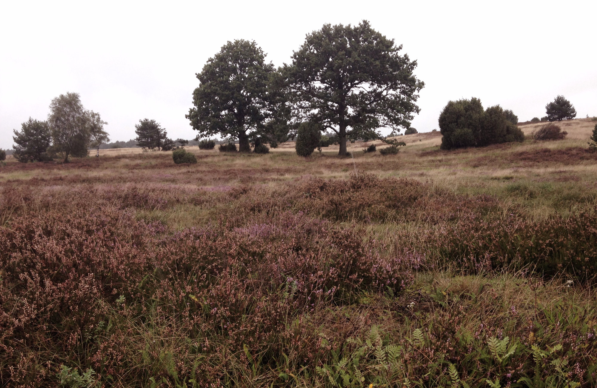 Wandertouren in Niedersachsen Lüneburger Heide, Wandern in Deutschland