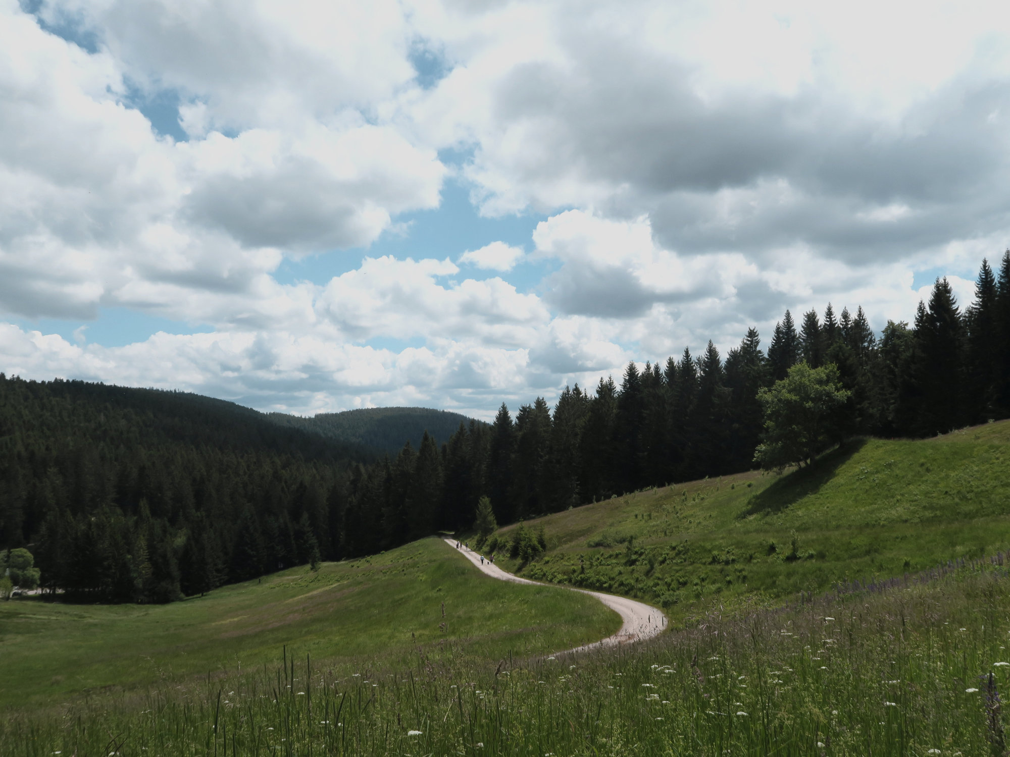 Auf dem Weg zum Hochkopf, Trekking im Schwarzwald