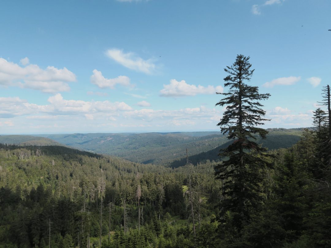 Wilde Natur unterhalb des Hornisgrinde Gipfels, Trekking im Schwarzwald