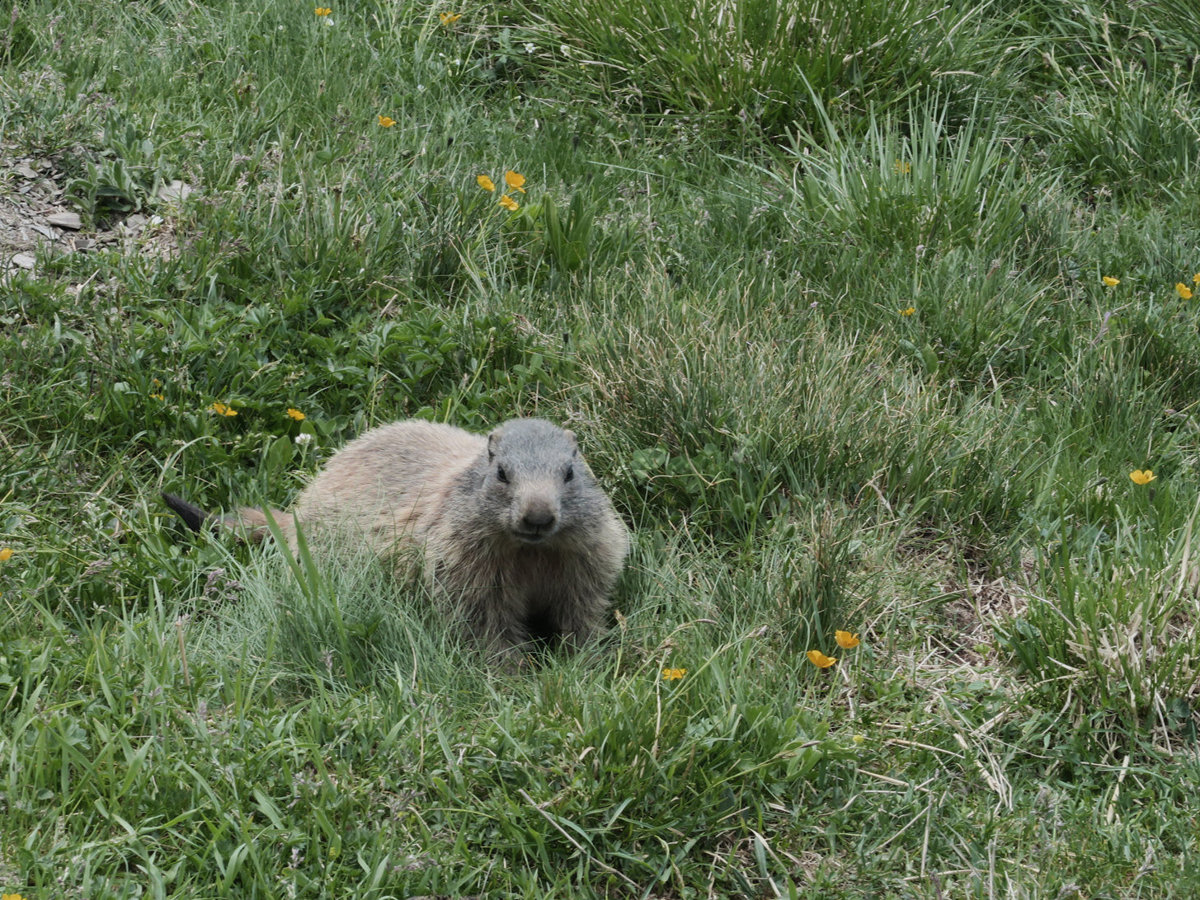 Murmeltiere am Kaiserjochhaus