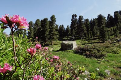 Alpenrosen und Zirben auf der Wanderung zur Aifner Spitze