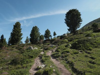 Zirben auf der Wanderung zur Aifner Spitze