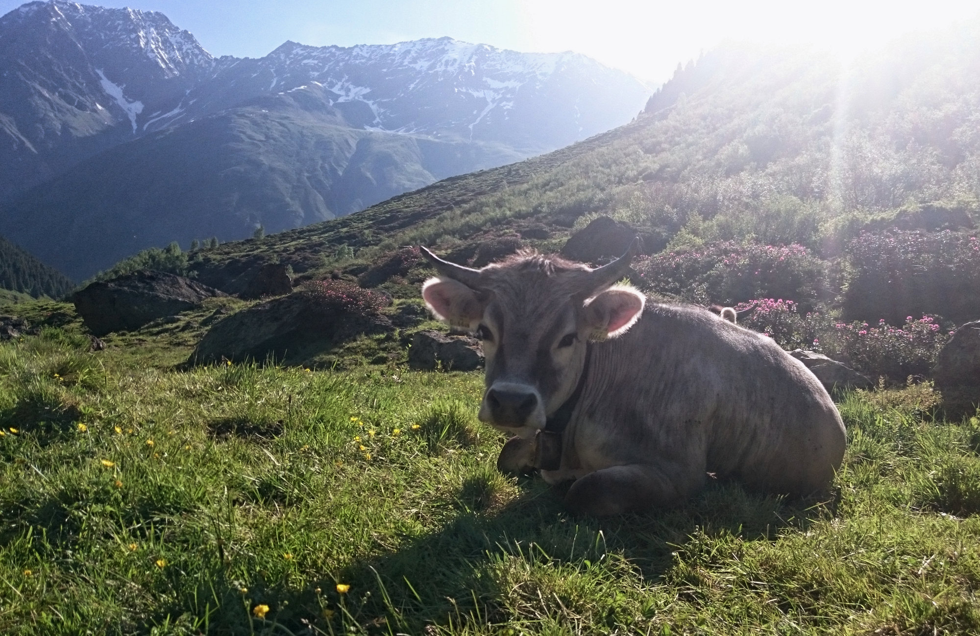 Österreich Wanderungen Pitztal Taschachhaus